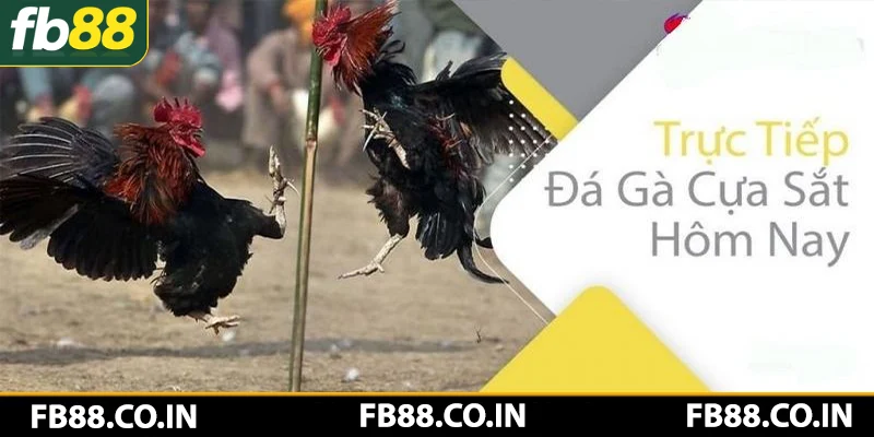 Tổng hợp bí kíp gia tăng tỷ lệ thắng kèo đá gà cựa sắt